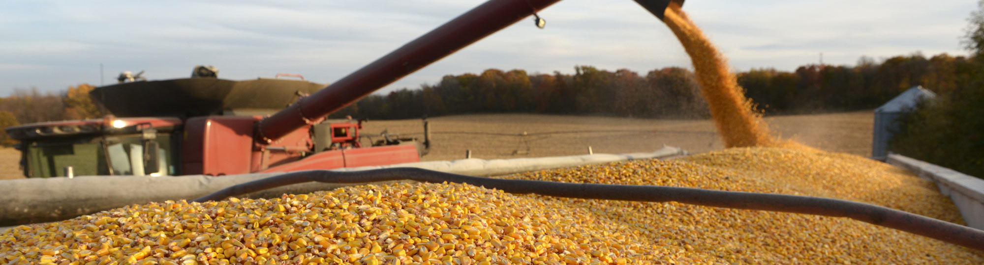 Grain Bids Check out our grain bids River Country Cooperative